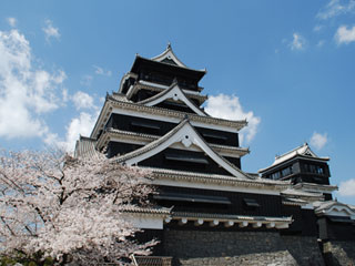 熊本城と桜：福岡よかとこ情報 様